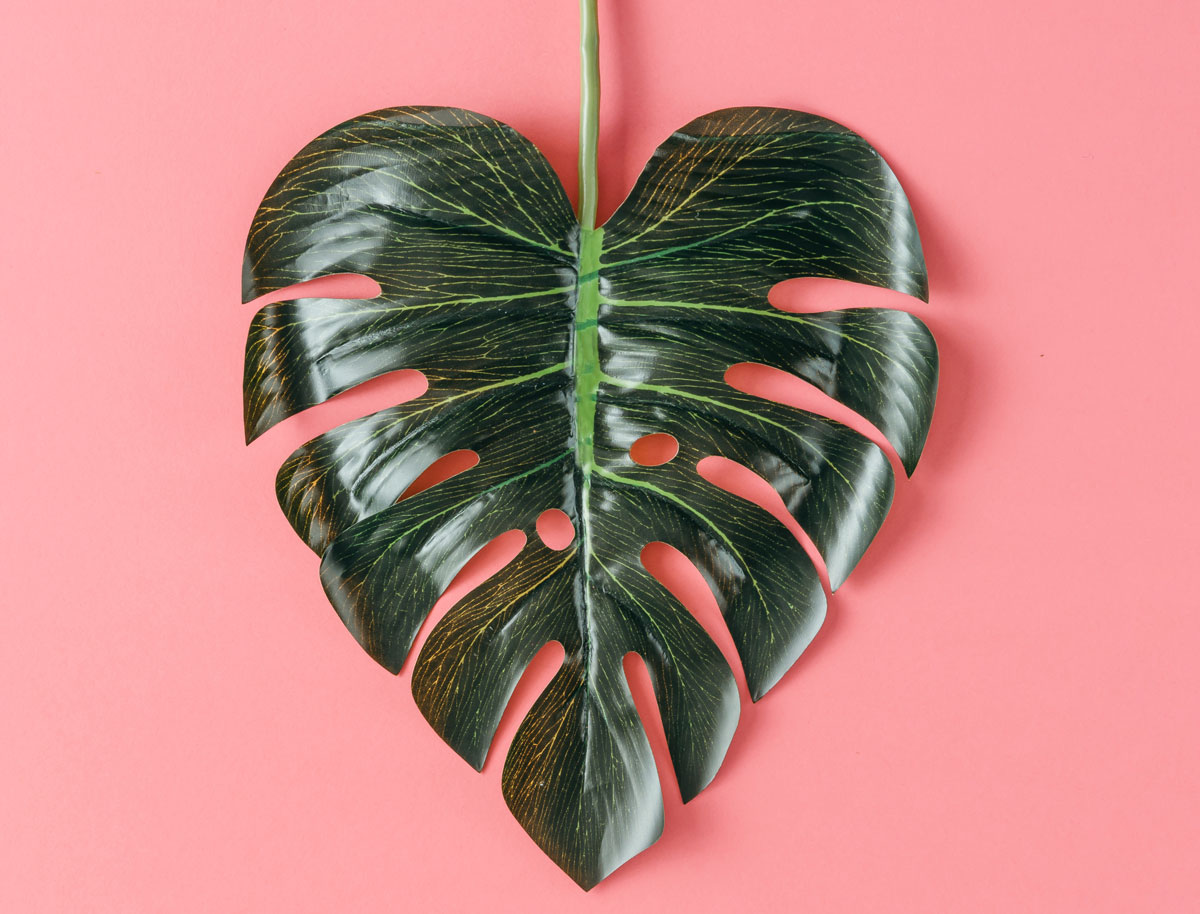leaf shaped like a heart